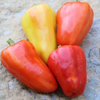 Pepper, Sweet, Feher Ozon Paprika  Pepper, Sweet, Feher Ozon Paprika