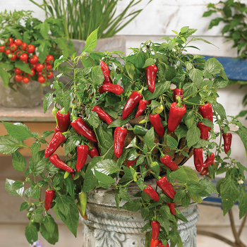 Pepper, Hot, Ponky Peppers™ Spicy Jane Red Hybrid 