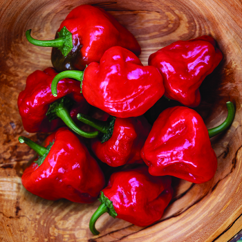 Pepper, Hot, Scotch Bonnet Red