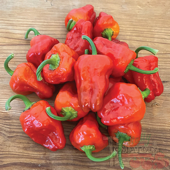 Pepper, Hot, Scotch Bonnet Red