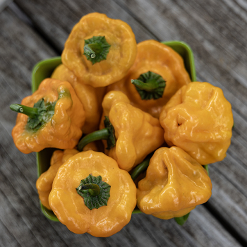 Pepper, Hot, Scotch Bonnet Yellow