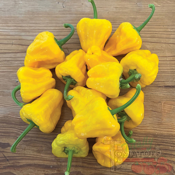 Pepper, Hot, Scotch Bonnet Yellow