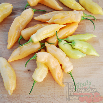 Pepper, Hot, Sugar Rush Peach