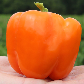 Pepper, Sweet, X-terminator Orange Hybrid 