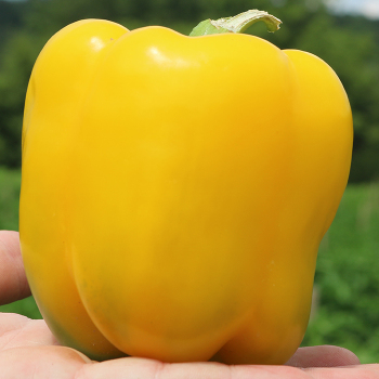 Pepper, Sweet, X-terminator Yellow Hybrid 