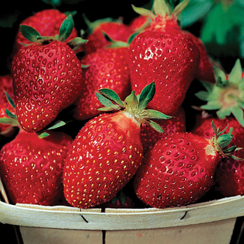 Strawberry, Everbearing, Fort Laramie, 25 plants