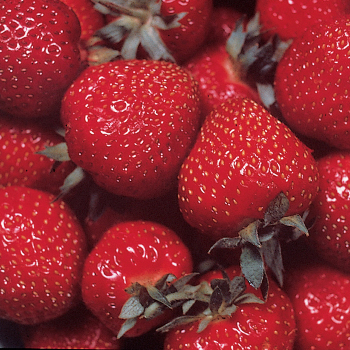 Strawberry, Everbearing, Ozark Beauty, 25 plants