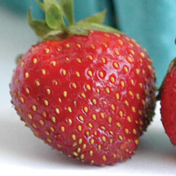 Strawberry, Day-Neutral, Seascape, 25 plants
