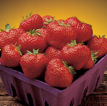 Strawberry, June Bearing, Cavendish, 25 plants