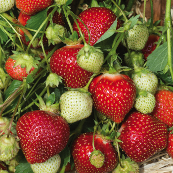 Strawberry, June Bearing, Galletta, 25 plants