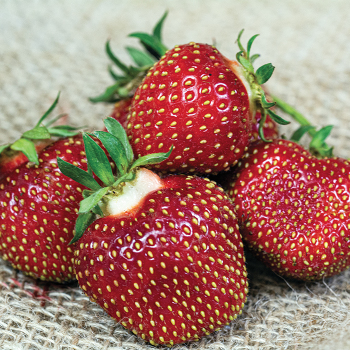 Strawberry, June Bearing, Honeoye, 25 plants