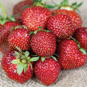 Strawberry, June Bearing, Jewel, 25 plants