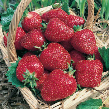 Strawberry, June Bearing, AC Wendy, 25 plants