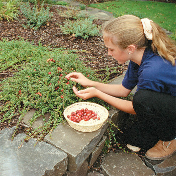 Pilgrim Cranberry Plants