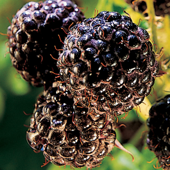 Raspberry, Summer Bearing, Bristol