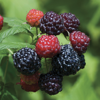 Raspberry, Summer Bearing, Jewel