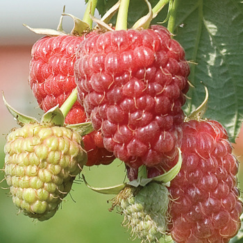 Raspberry