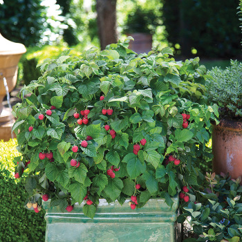 Raspberry, Summer Bearing, Raspberry Shortcake®