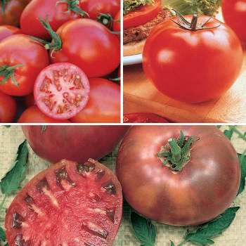 Brandywine Tomato, Grafted Tomato Plants: Totally Tomatoes