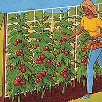 5' X 30' Tomato Trellis