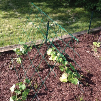 A-Frame Trellis