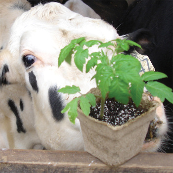 Cowpots - 3"