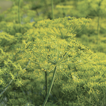 Dill, Dukat  Dill, Dukat