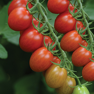 Hybrid Grape Tomato Seeds