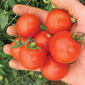 Medium-Small Hybrid Tomato Seeds