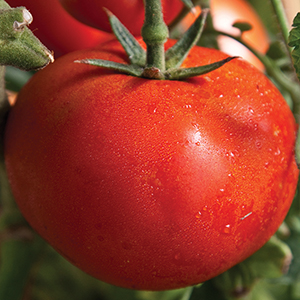 Medium-Large Hybrid Tomato Plants