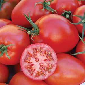 Medium-Large Open Pollinated Tomato Plants
