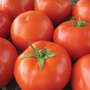 Medium-Small Hybrid Tomato Plants