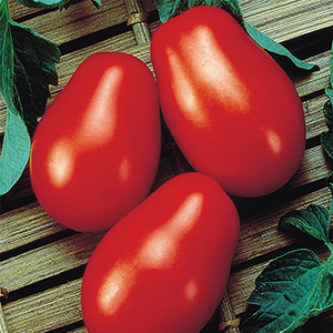 Medium-Small Open Pollinated Tomato Plants
