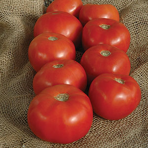 Mountain Hybrid Series Tomato Seeds