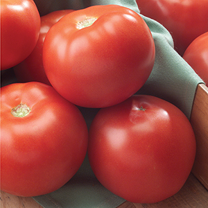 Greenhouse Tomato Seeds