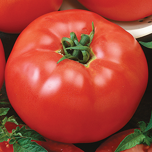 Chef's Choice Tomato Seeds