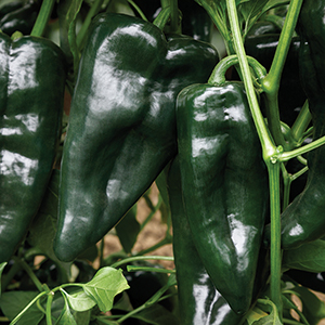 Poblano Pepper Seeds