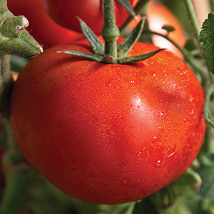 Tomato Plants