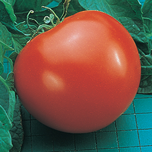 Goliath™ Series Tomato Seeds