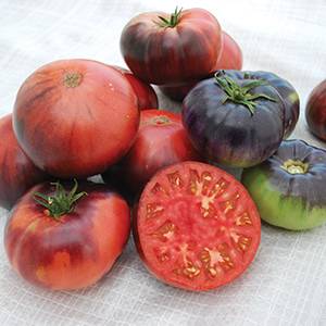 Indigo Collection Tomato Seeds