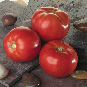 Spotted Wilt Virus Resistant Tomato Seeds