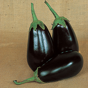 Eggplant Plants