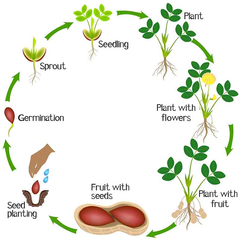 Illustration of the peanut's lifecycle.