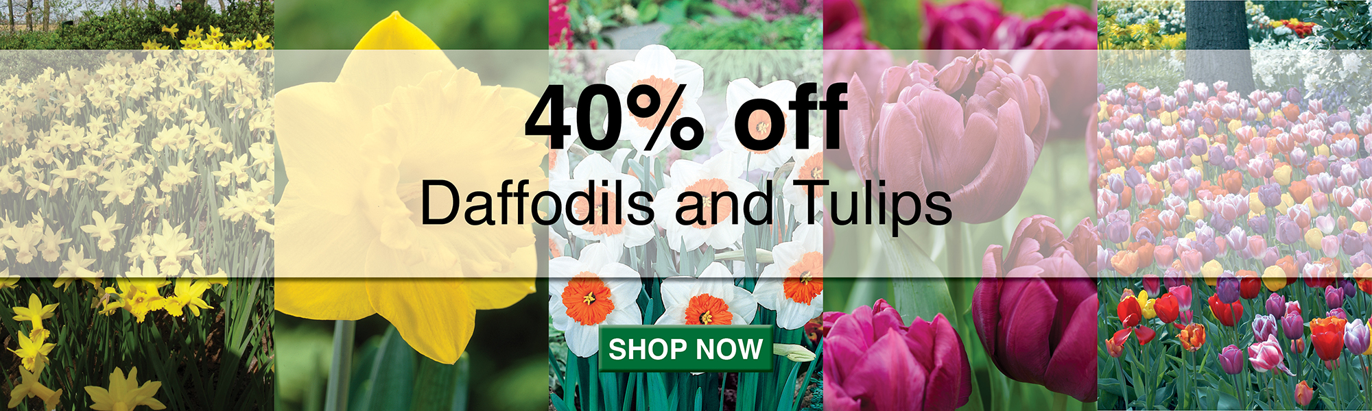 40% Off Tulips & Daffodils