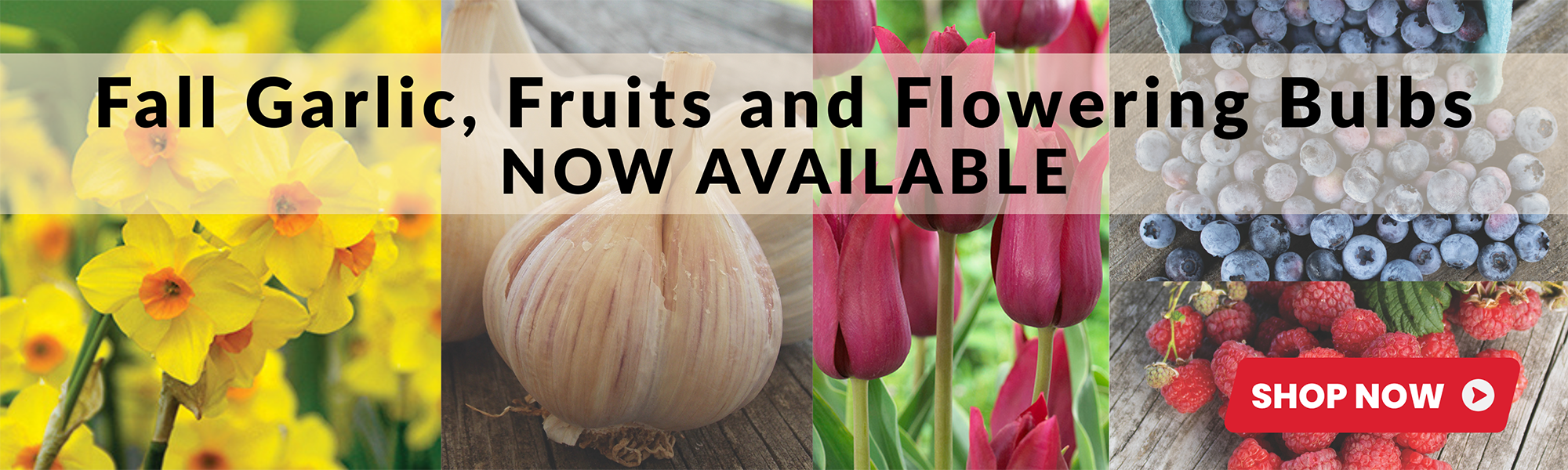 Fall Garlic, Fruits, Bulbs
