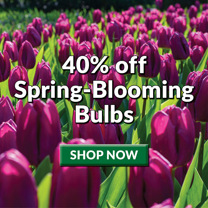 Spring-Blooming Bulbs