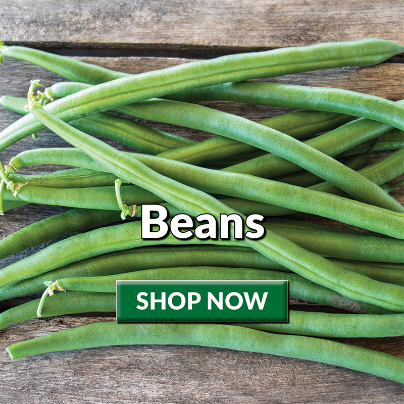 Beans