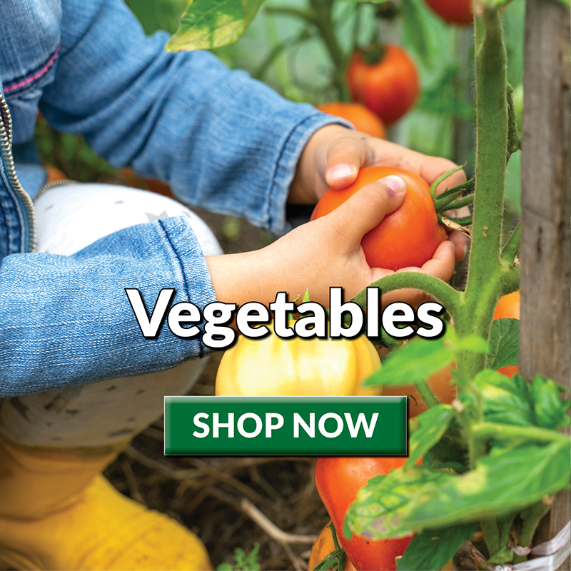 Vegetables