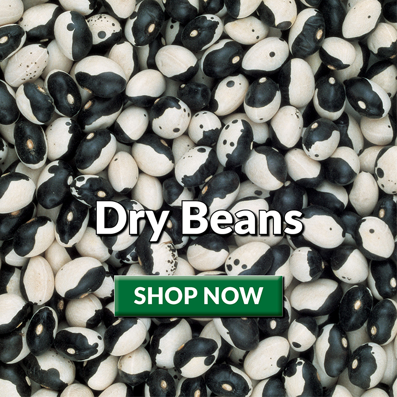 Dry Beans