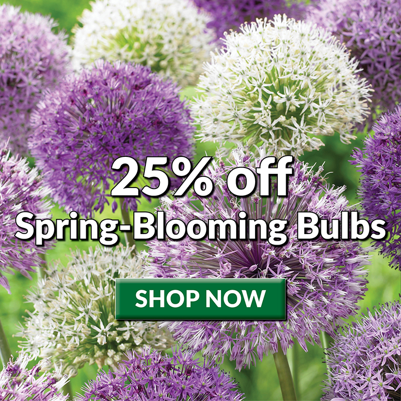 25% Off Spring-Blooming Bulbs